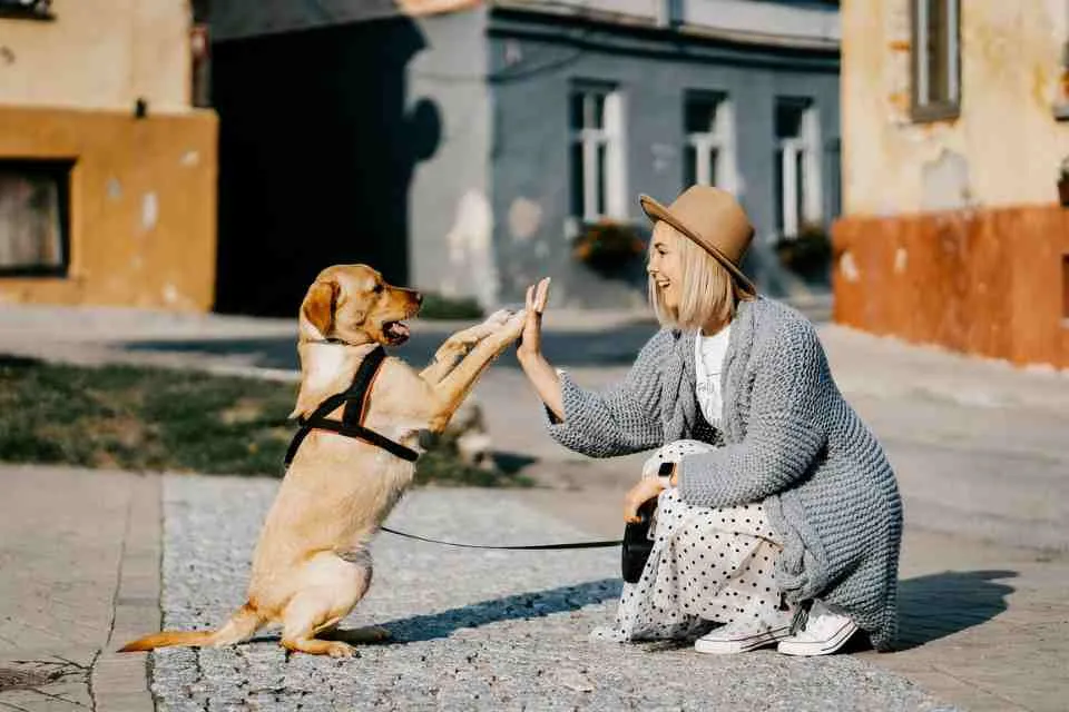 Pet supplements